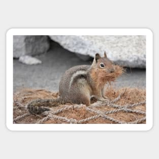 Cascade golden-mantled ground squirrel gathering nesting material Sticker